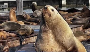 Rare sea lion 'Chonkers' draws crowds to San Francisco's Pier 39