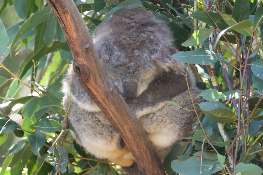A koala sleeping in a tree
