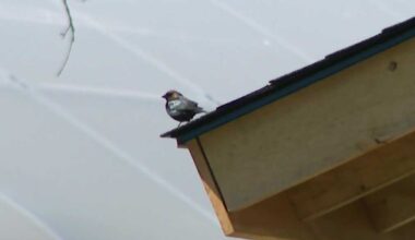 Swallows returning to Rye find barn doors, windows shut