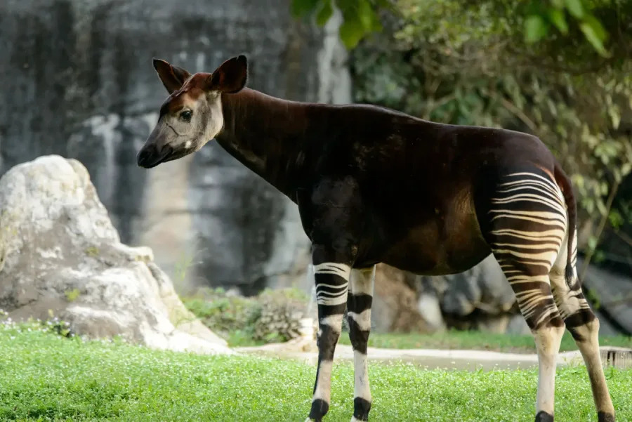 An okapi stands on grass near a large rock, showing its striped legs and dark brown body with a lighter face, in a natural outdoor setting with greenery and trees in the background.