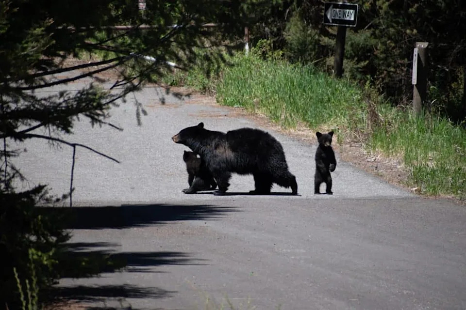 Two american black bear cub interacting with mama on the road of Yellowstone National Park.