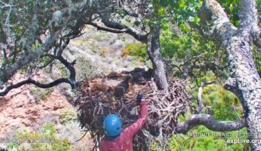 A Channel Islands eaglet was ‘successfully’ returned to its nest after a tumble – NBC Los Angeles