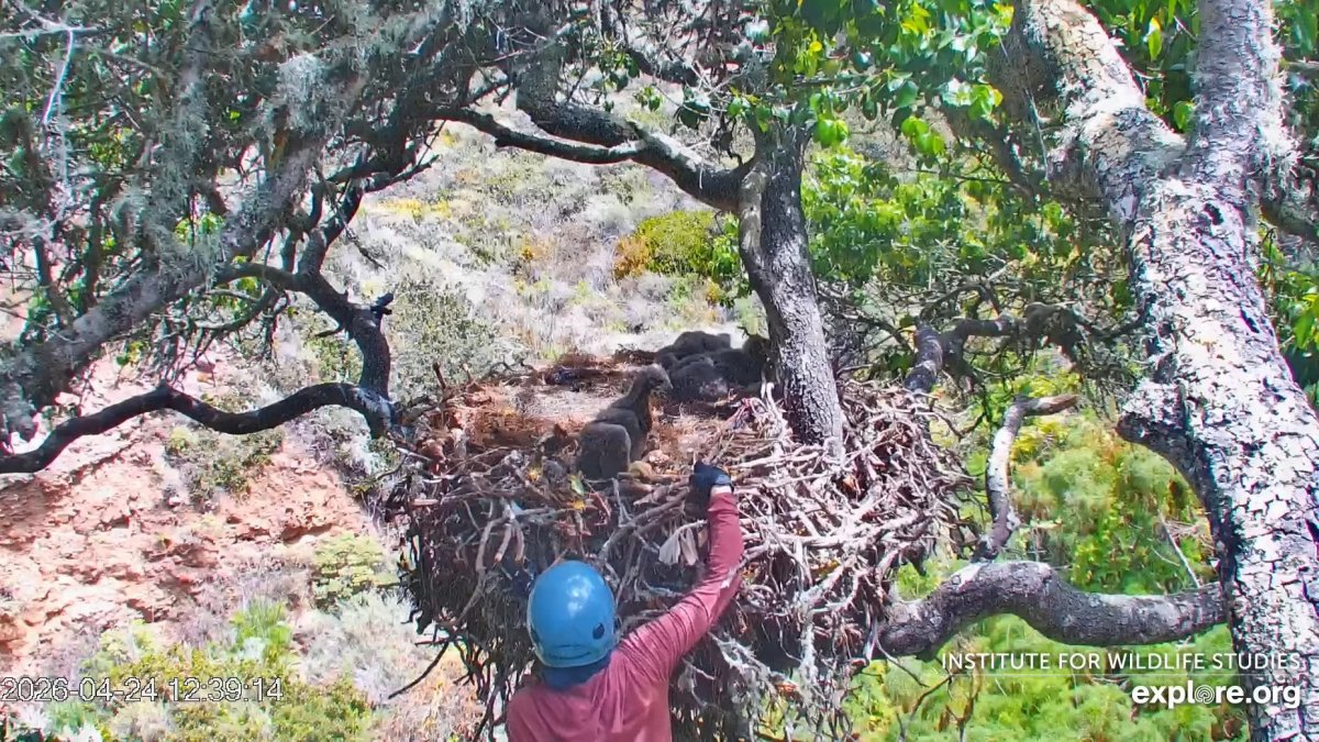 A Channel Islands eaglet was ‘successfully’ returned to its nest after a tumble – NBC Los Angeles