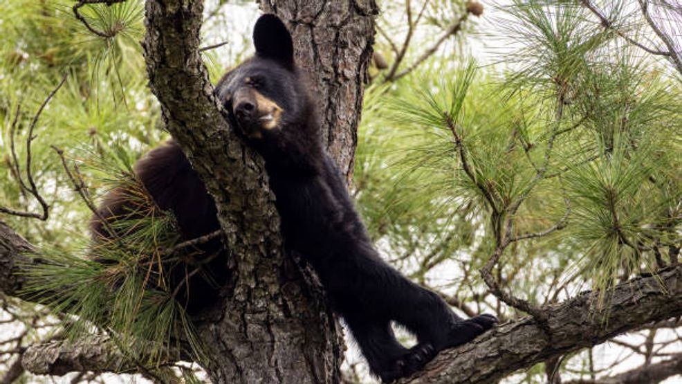 {p}In East Tennessee, where bear sightings are common, the issue has been growing. In Gatlinburg, reports of people feeding bears have raised concerns about safety, according to our ABC affiliate WATE-TV. File photo: Getty Images.{/p}
