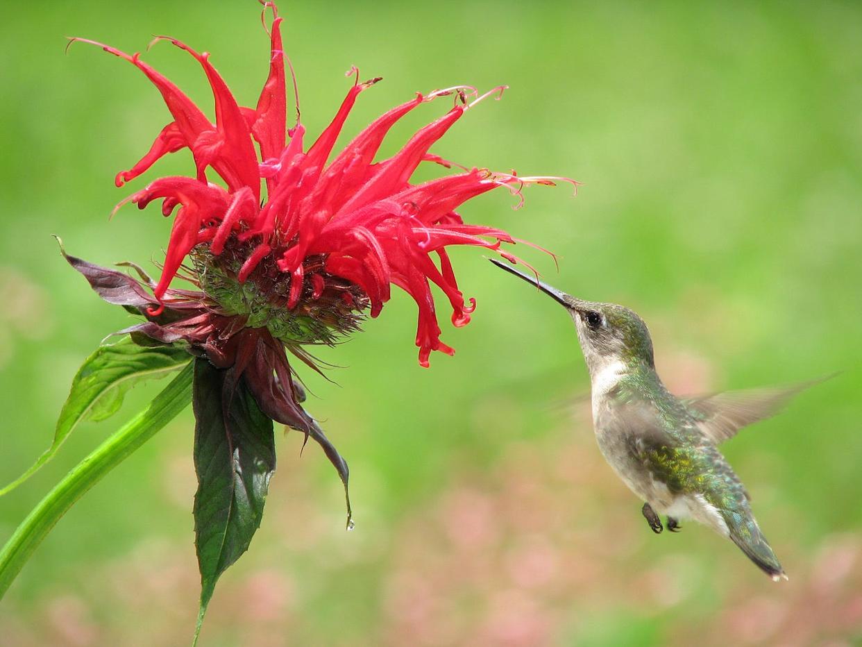 ruby throat hummingbird female