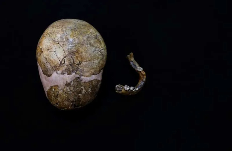 File Photo: The remains of a prehistoric child skull and a lower Jaw, believed to be the earliest known human fossil showing a mixture of morphological traits of both Neanderthals and Homo Sapiens, August 19, 2025. (credit: REUTERS/Ammar Awad)