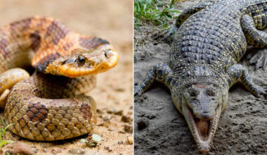 Officials in India Consider Filling Rivers with Crocodiles and Snakes for Border Protection