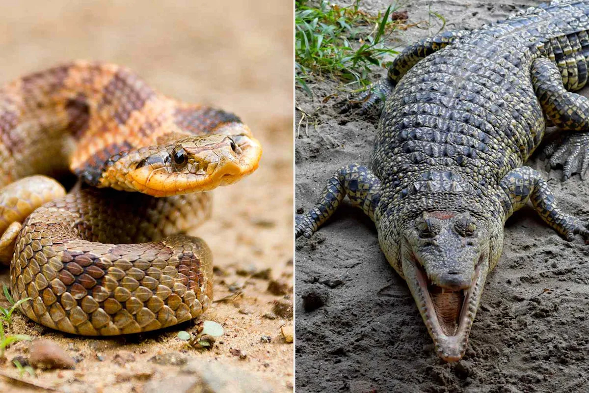 Officials in India Consider Filling Rivers with Crocodiles and Snakes for Border Protection