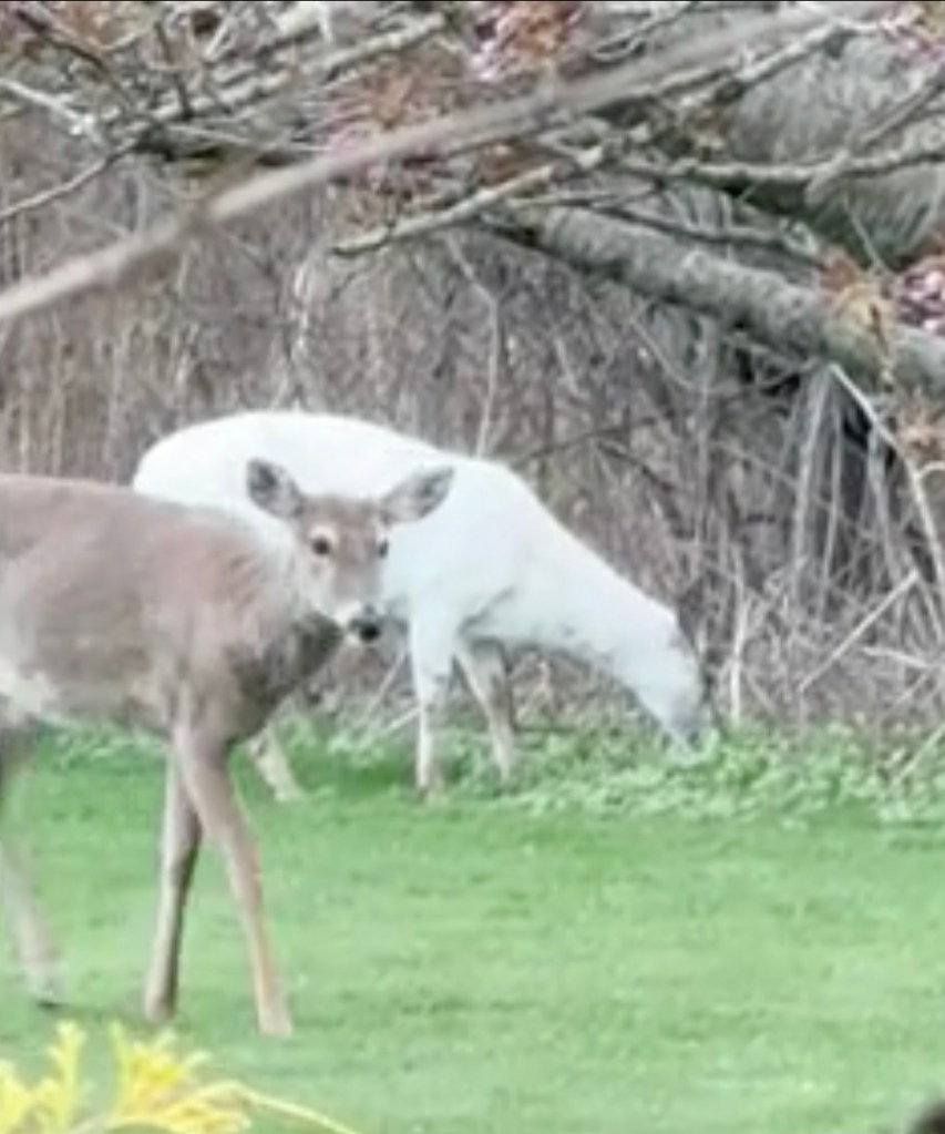 A tan deer and a white deer grazing in a grassy area.