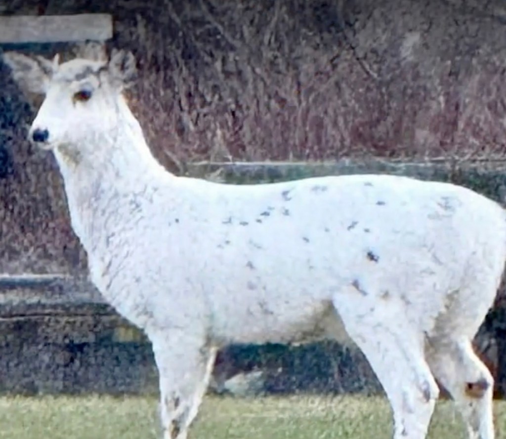 White deer with small antlers and brown eyes standing in grass.