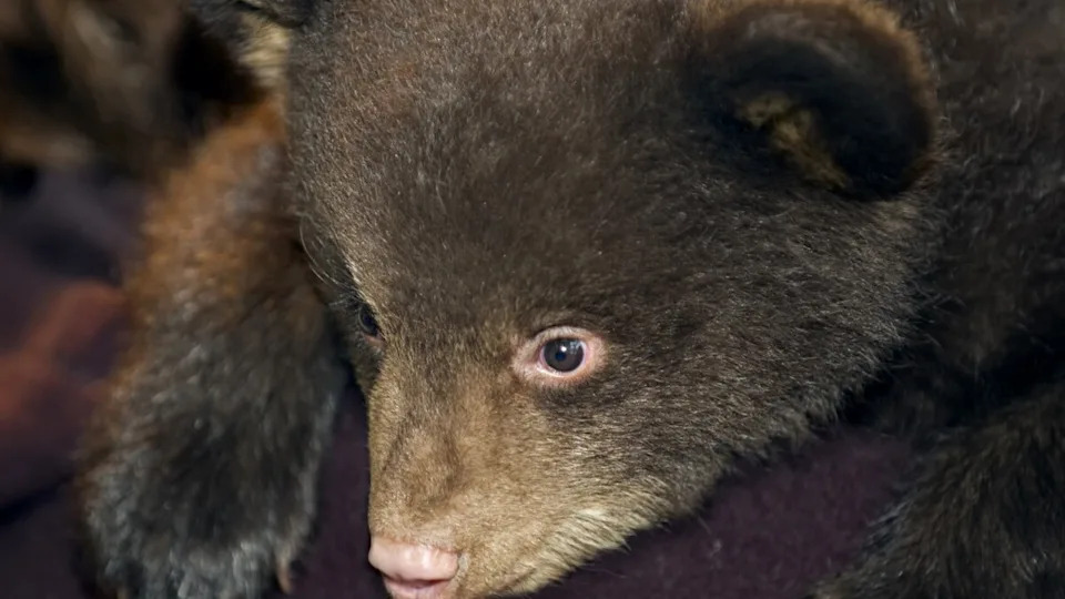 A black bear cub lying on a blanket.Image via Shutterstock/Geoffrey Kuchera