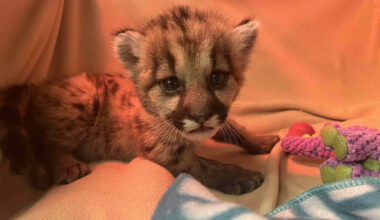 Wildlife Rescuers Save an Abandoned and Starving Mountain Lion Cub and Move Him to a California Zoo