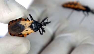 Heartbroken Texas dog owner reveals that deadly ‘kissing bug’ killed her dog - as experts say cases are on the rise