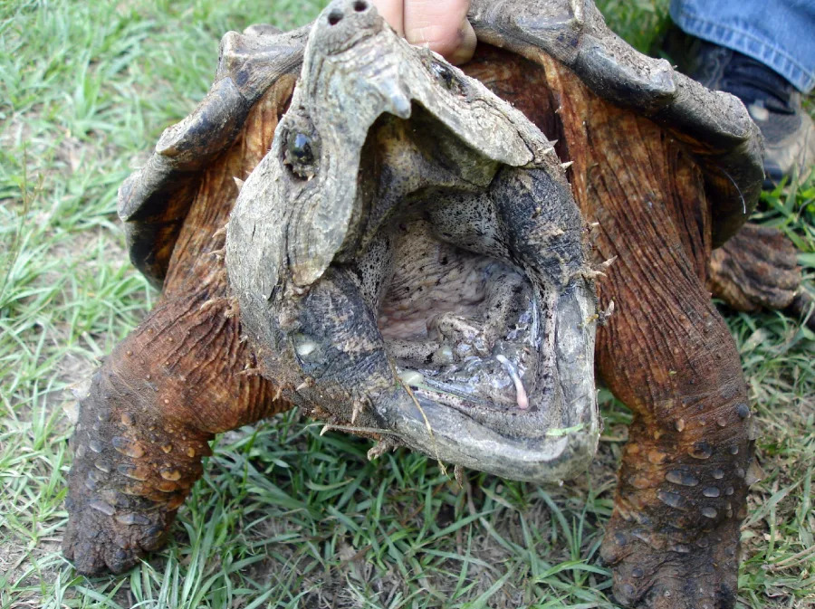 A large, brown alligator snapping turtle with its mouth wide open is held by a person's hand, showing its rough, textured shell and open jaws while standing on grass.