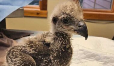 Bald eagle chick recovering after surgery to remove fish hook in Pennsylvania