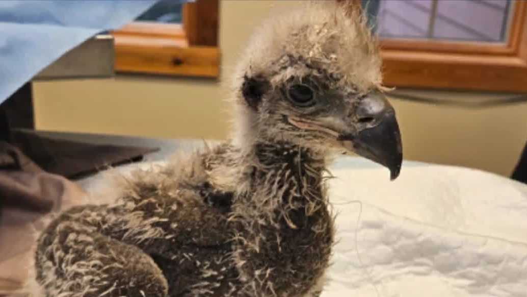 Bald eagle chick recovering after surgery to remove fish hook in Pennsylvania