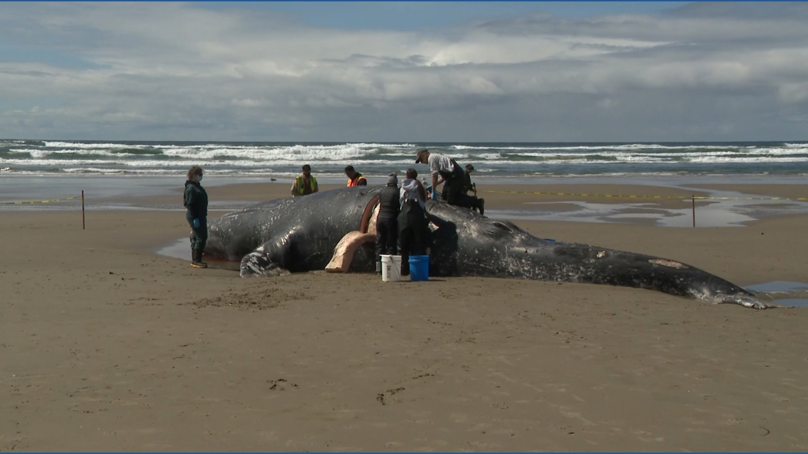 Second gray whale washes ashore in Oregon amid Arctic feeding challenges