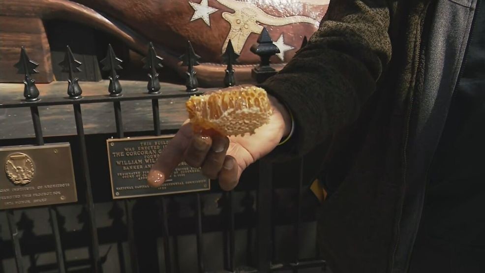 APRIL 2026 - A swarm of honey bees attached itself to the Renwick Gallery across the street from the White House. (7News){p}{/p}