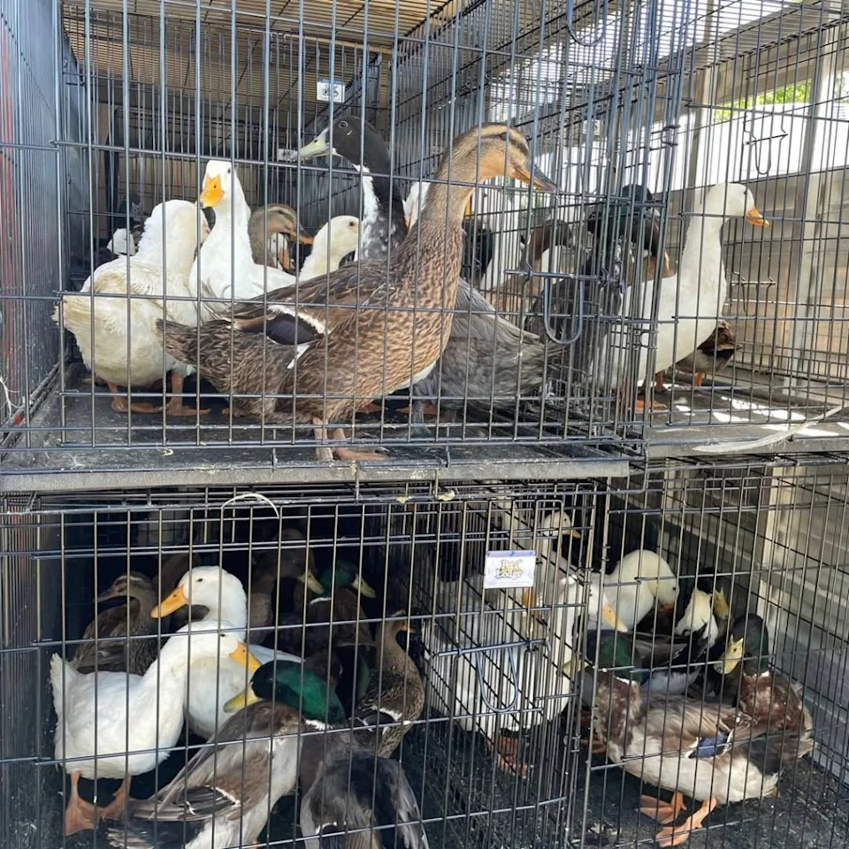 Testing found no infectious diseases among the birds, easing concerns about a wider outbreak. Instagram/@riversidecountyanimalservices