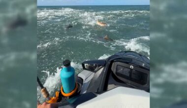 Sharks go into 'feeding frenzy' in wild video