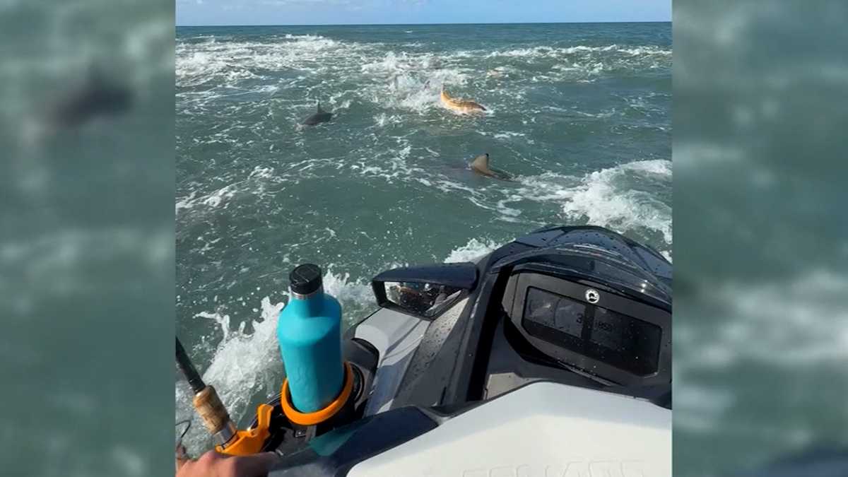 Sharks go into 'feeding frenzy' in wild video