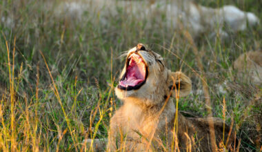 Yahoo lifestyle home