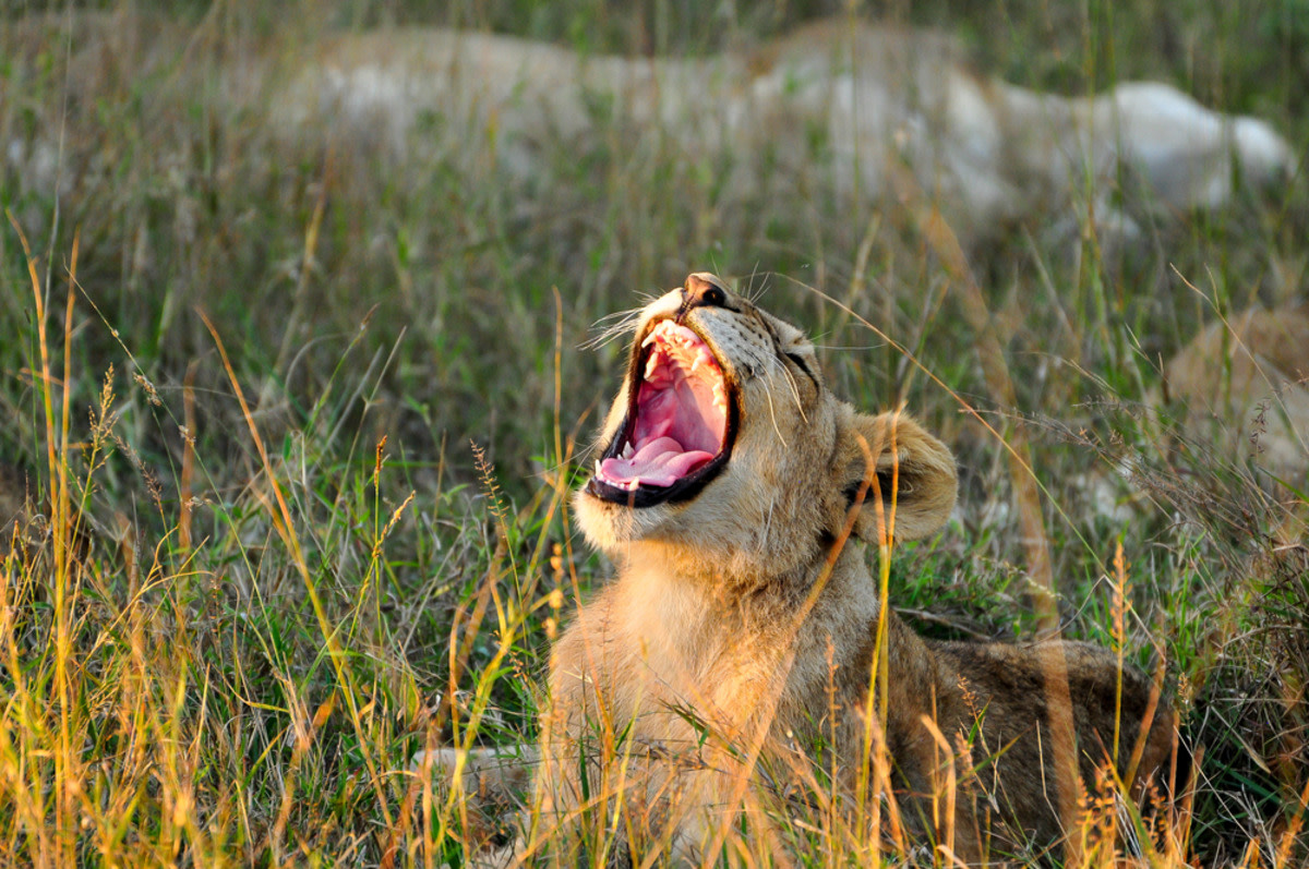 Yahoo lifestyle home