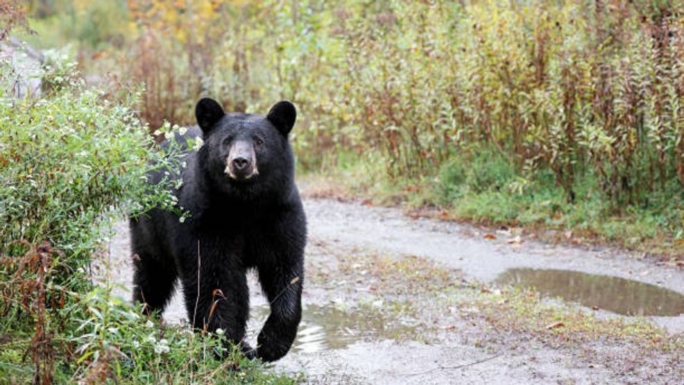 Officials say bears that become dependent on human food are more likely to approach homes, businesses and visitors. File photo: Getty Images.