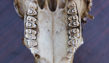 Ancient teeth reveal clues to the environment humans’ early ancestors evolved in millions of years ago
