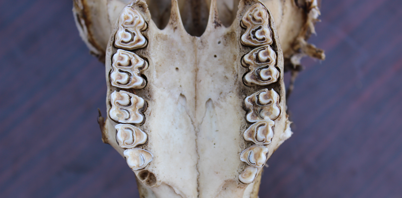 Ancient teeth reveal clues to the environment humans’ early ancestors evolved in millions of years ago