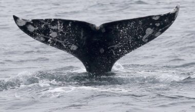 Gray whales are dying in San Francisco Bay at an alarming rate – this isn’t normal