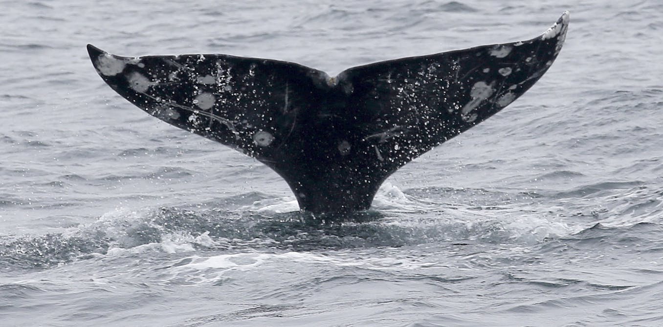 Gray whales are dying in San Francisco Bay at an alarming rate – this isn’t normal