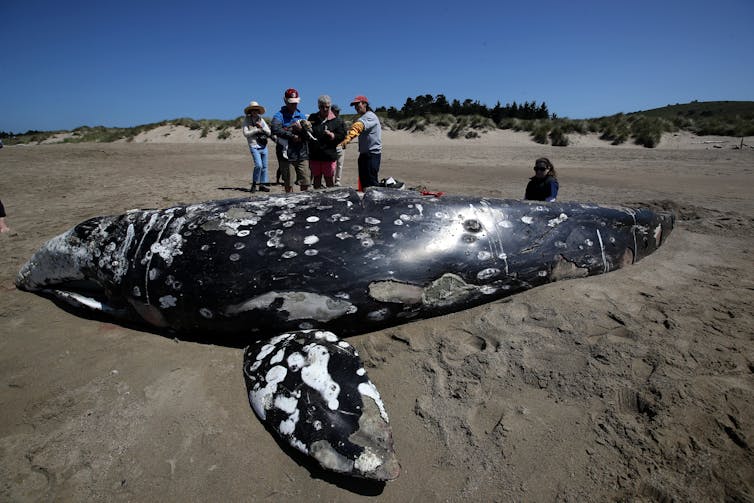 A large young whale with mottled skin lies on a beach with people standing near by.