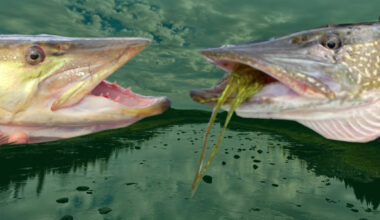 2 aggressive invasive fish are both living in a Maine river