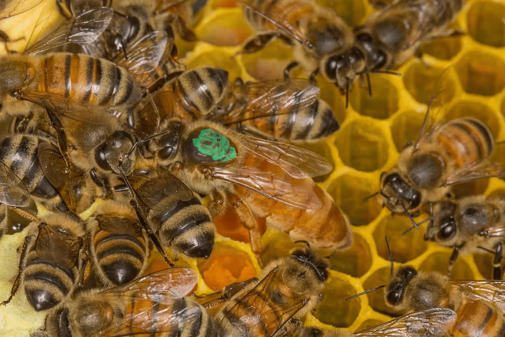 flcikr bees