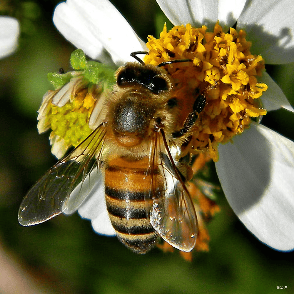 flickr bee