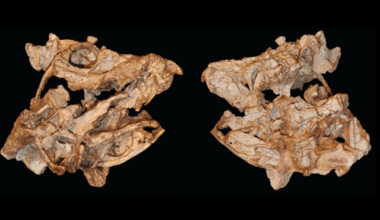 Forgotten Fossil In Museum Drawer Reveals 200 Million Year Old Croc Ancestor With Unbelievable Bite
