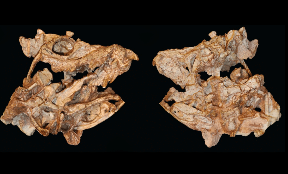 Forgotten Fossil In Museum Drawer Reveals 200 Million Year Old Croc Ancestor With Unbelievable Bite