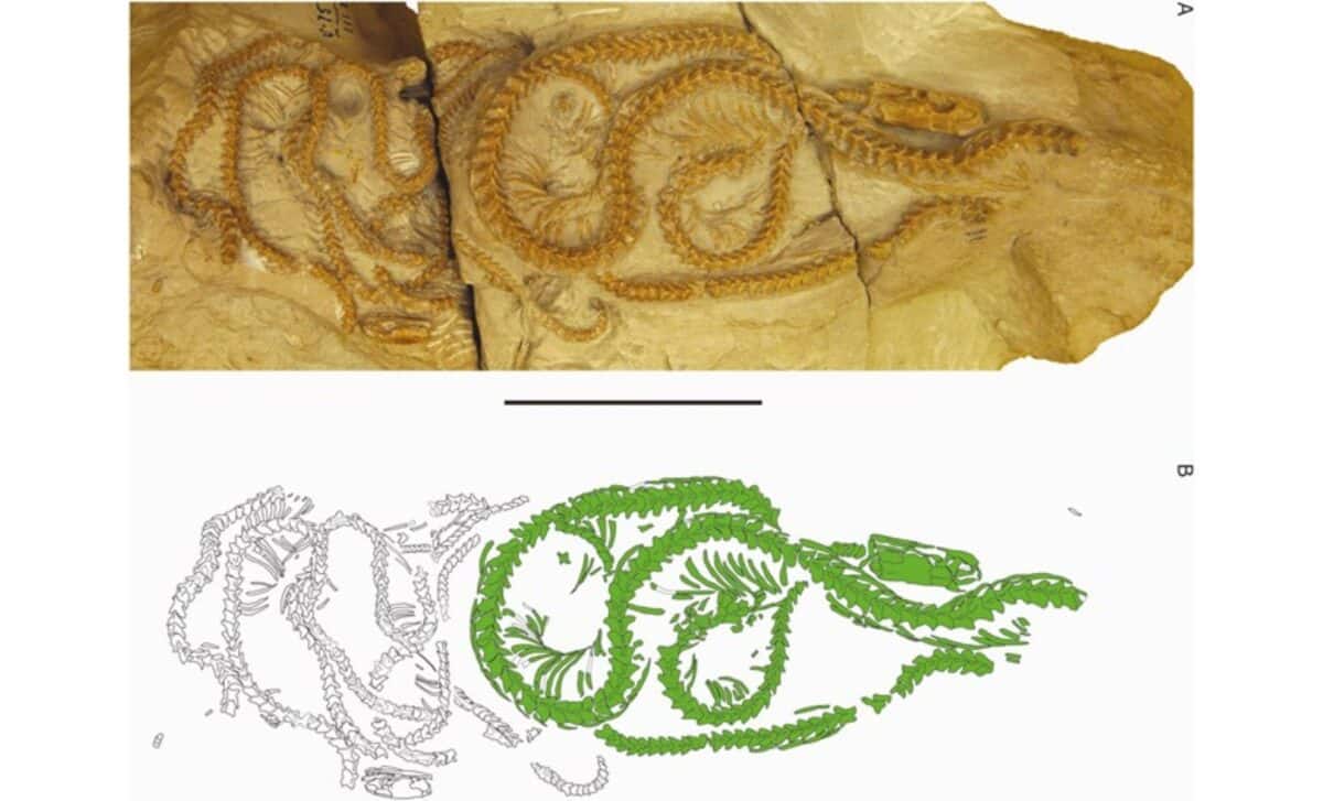 Fossil Snake Specimens On Matrix Block, Wyoming (oligocene) ©zoological Journal Of The Linnean Society