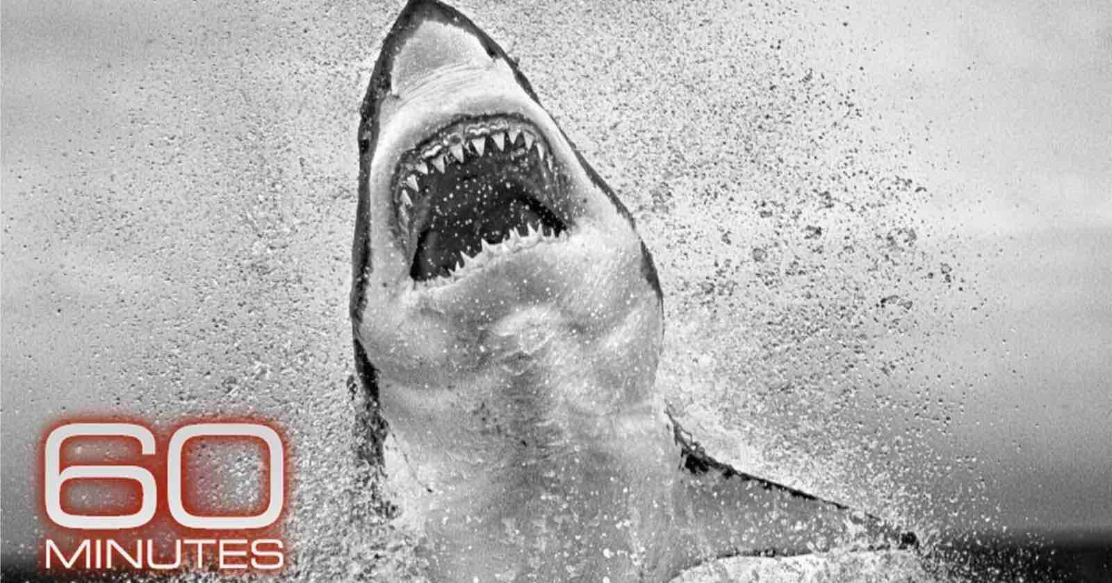 Photographer Reflects on Epic Career Capturing Great White Sharks on '60 Minutes'