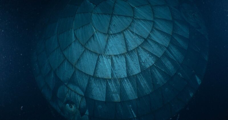 A large turtle seen underwater, showing the textured, patterned surface of its shell and a partially visible head in the bottom left corner, surrounded by dark blue water.