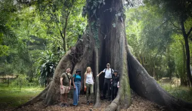 Africa’s forests have flipped from carbon sink to carbon source