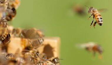 Unique Honeybees Found Only in Southern California Can Fend Off Deadly Varroa Mites