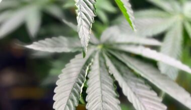 Washington doctors are sounding alarm on cannabis health effects, survey shows – KIRO 7 News Seattle