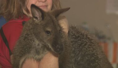 Cause of death revealed for Kipper the wallaby