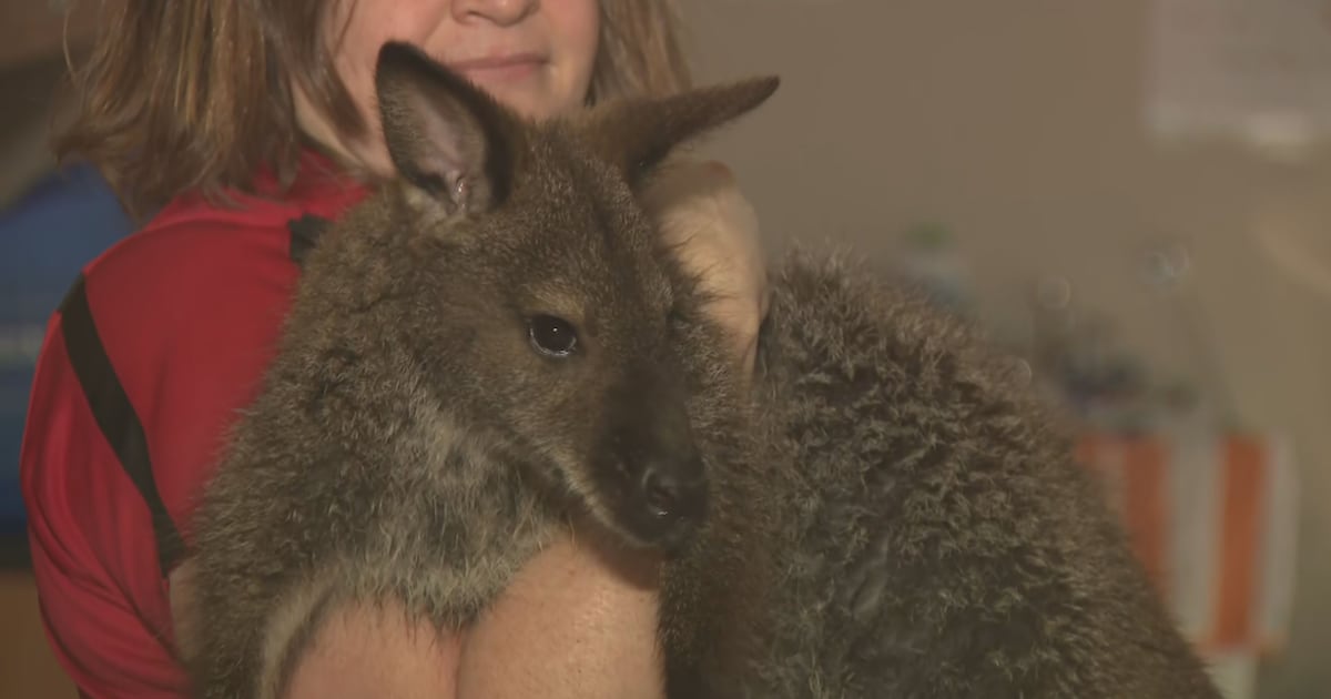 Cause of death revealed for Kipper the wallaby