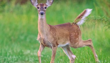 Dozens of deer test positive for deadly disease across 6 Ohio counties – WHIO TV 7 and WHIO Radio