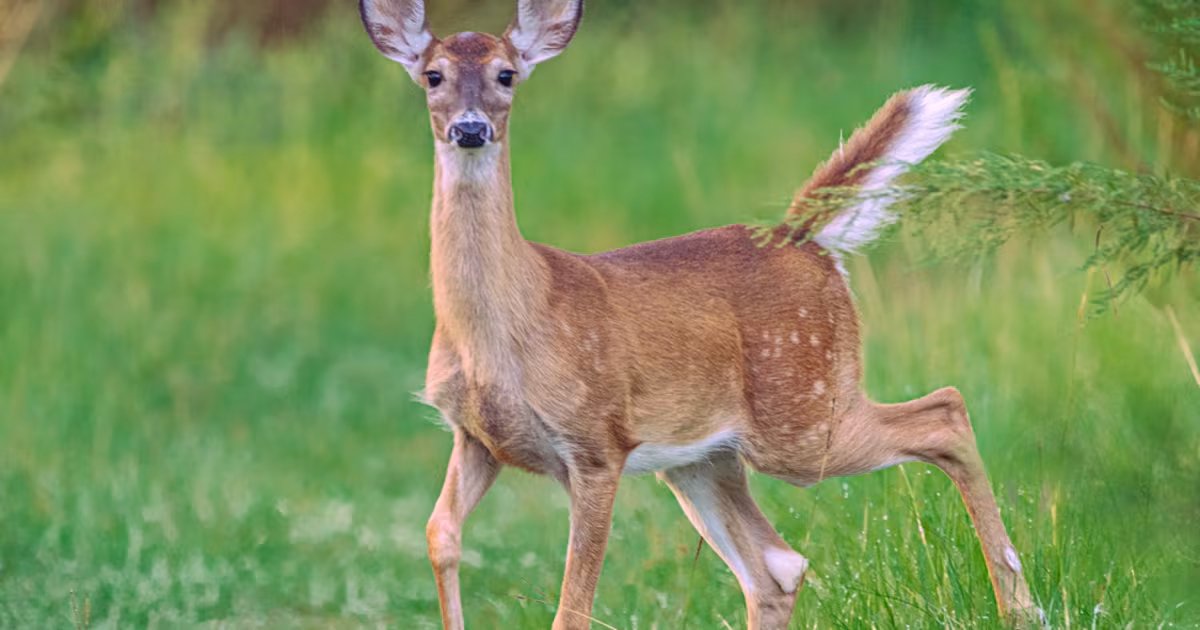 Dozens of deer test positive for deadly disease across 6 Ohio counties – WHIO TV 7 and WHIO Radio