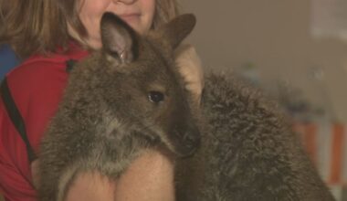 Wallaby captured after being on the loose in Dayton – WHIO TV 7 and WHIO Radio