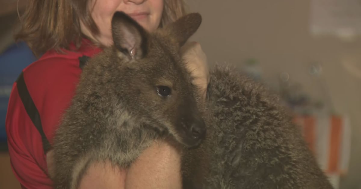 Wallaby captured after being on the loose in Dayton – WHIO TV 7 and WHIO Radio